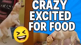 🐶 Dogs Get Crazy Excited for Food | Funny & Cute Dog Reactions #labrador #doghomemadefood #dog 
