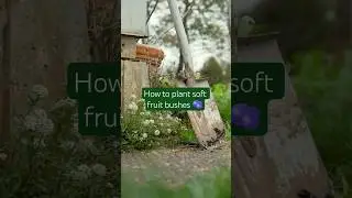 Top tips to plant soft fruit bushes #rhs #growyourownfood