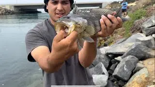 Slow day fishing Carlsbad Lagoon, but we still landed spotted bass and opaleye! 🎣🌊 