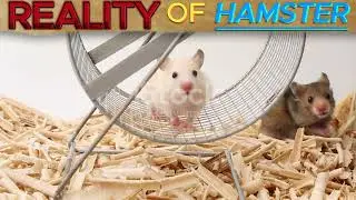 The Surprising Reality of Hamster Ownership Today