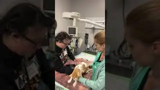 Student Clinical Externship 1: Skill 8: Physical Exam/Vitals On A Cat
