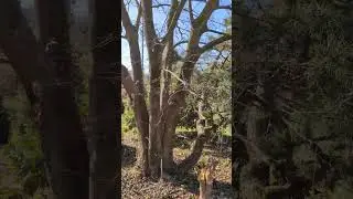 年の神古墳１号墳 2号墳   熊本県宇城市