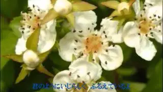 さんざしの花　舟木一夫