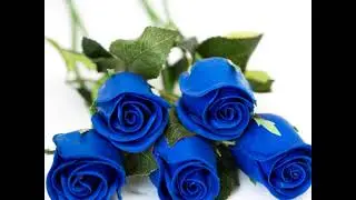 Blue touch Roses Symbol of Mystery