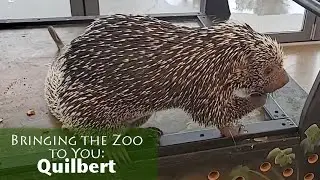 Bringing the Zoo to You: Quilbert!