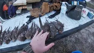 Late Season Dove Hunting (TEXAS)