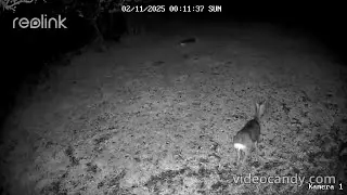 Tiere im Burggraben