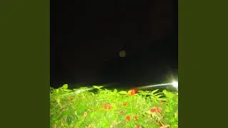 chulina