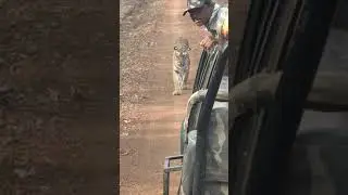 Tadoba Jungle Safari 