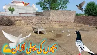 Kabooter Urra Dia💪 ll Bachoon Ki Pehlii Phirat😍