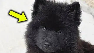 A Woman Adopts A New Dog Then Vet Sees It And Calls The Cops