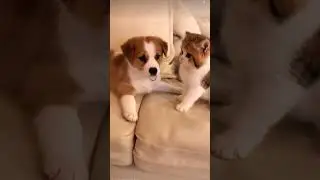 Small But Mighty: Kitten Bullying Puppy