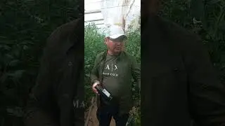 How to get high yield? (Biomeliorant) AgroExpert