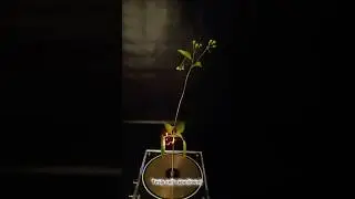 This Plant Is About to Collapse ⚡🌱 #teslacoil #experiment #scienceexperiment #highvoltage