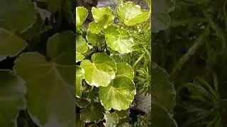 Aralia Varieties