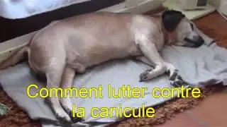 Baster Canicule 2019
