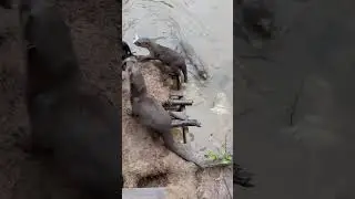 What Is The Otter Conservation Team?