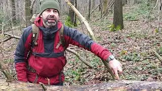 Ou trouver du bois gras et comment le r&eacute;colter?