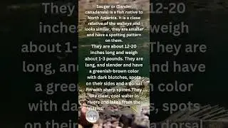 What is a Sauger?