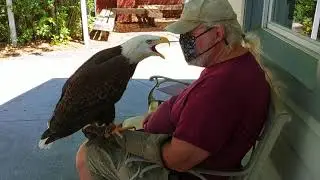 Birds of prey in rehab.
