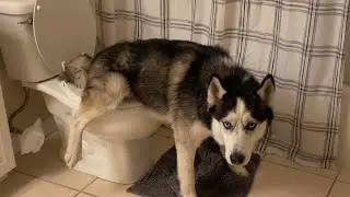 You Will Die Laughing At These Clumsy Animals 😂 Funny Animal Video 2026