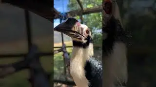 Visayan Hornbill at ZSL Whipsnade