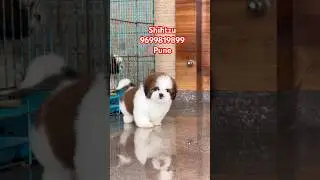 Shihtzu puppy available for sale in Pune shihtzu puppy price in Pune shihtzu puppy available Mumbai
