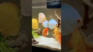 Yellow is such a happy color! #fishtank #fish #discus #cichlid #fy #fyp #fishvideo #pets #aquarium