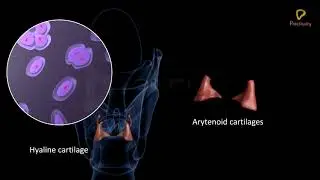 Practically's Concepts - Human Respiratory System Larynx - #LearnPractically
