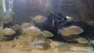 Pygopristis denticulata (short care guide in the description!)