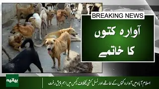 BIG WIN for Animals: Islamabad High Court STOPS Stray Dog Eradication