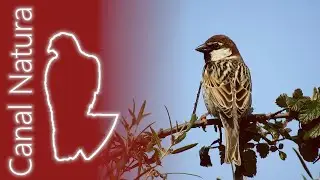 Gorri&oacute;n moruno (Passer hispaniolensis) Spanish Sparrow 4K
