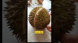 Belah durian@laskartaru #tanaman #durian #panendurian #buahbuahan #buahsegar #buah #buahdurian
