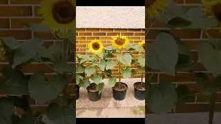 Growing Sunflowers from Seed - in Small Containers