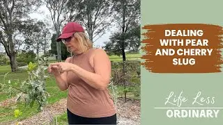 Dealing with Pear and Cherry Slug