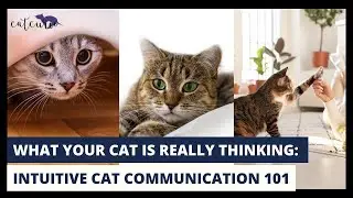 What Your Cat is Really Thinking: Intuitive Cat Communication 101 | How to Read Your Cat&rsquo;s Mind