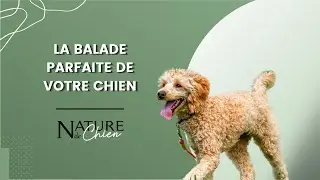 La balade parfaite de votre chien