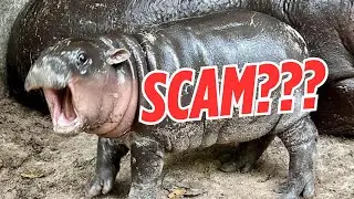 Is Moo Deng All HYPE?  | หมูเด้ง