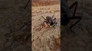 Beetle eating sounds