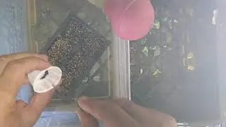 2.  Planting Jamaican Callaloo Seed Indoor To Germinate