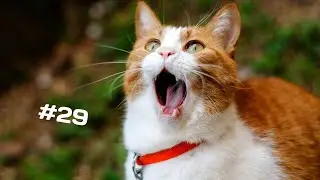 The Funniest Cats Ever!