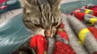 MY CAT (part 14) biting MY BLANKET😳😰😨😱