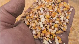 Органическую кукурузу отбраковали, что делать дальше?