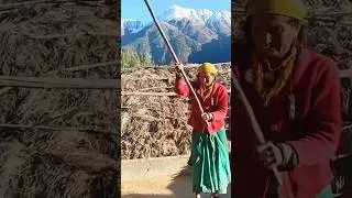 Karnali ki Cheli #lifestyle of #humli #humlakicheli #kharpu_humla #karnali #chhori #swosteboss #life