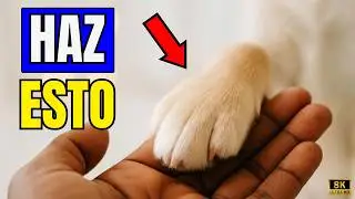 20 Formas De Decirle Te Amo A Tu Perro Para Que Lo Entienda &mdash; Amor De Perro
