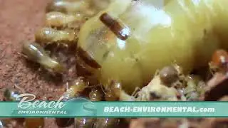 Beach Environmental Pest Control Exterminating