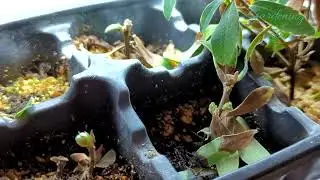 Propagating Daphne Experiment Part 2