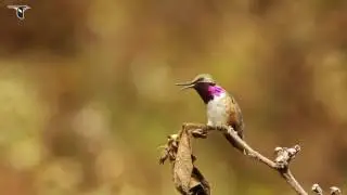 Brilliant Iridescent Throat Plumes of the Bumblebee Hummingbird