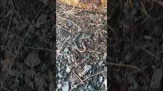 board flipping a redback salamander