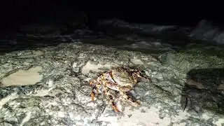 2020 Cuba Crab